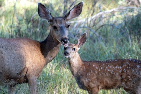 Colorado, Rocky Mountain Nat. Park, mother and fawn looking at us