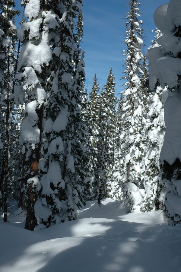 Colorado, Rabbit Ears Pass, winter, snow