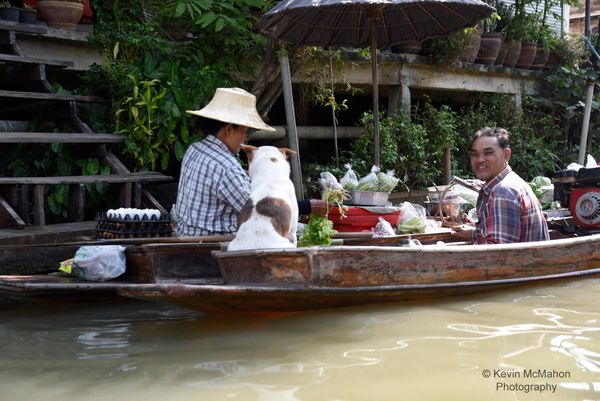 Thailand, Ayutthaya Floating Market, dogs