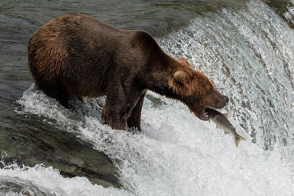 Brooks Falls, Alaska