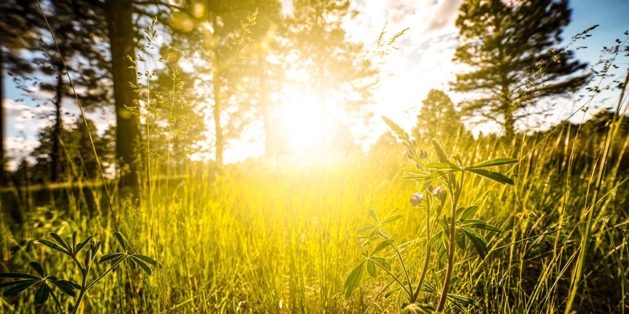 Sun shining through grassy meadows with trees in the background