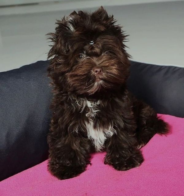Fluffy dark brown puppy with white chest fur.
