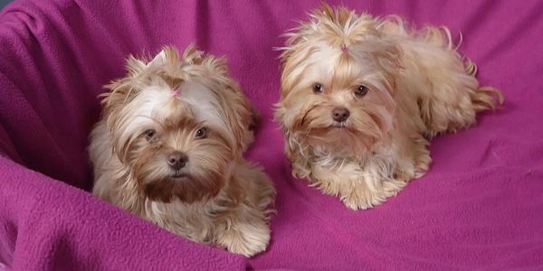 Two fluffy dogs sitting on a purple blanket.