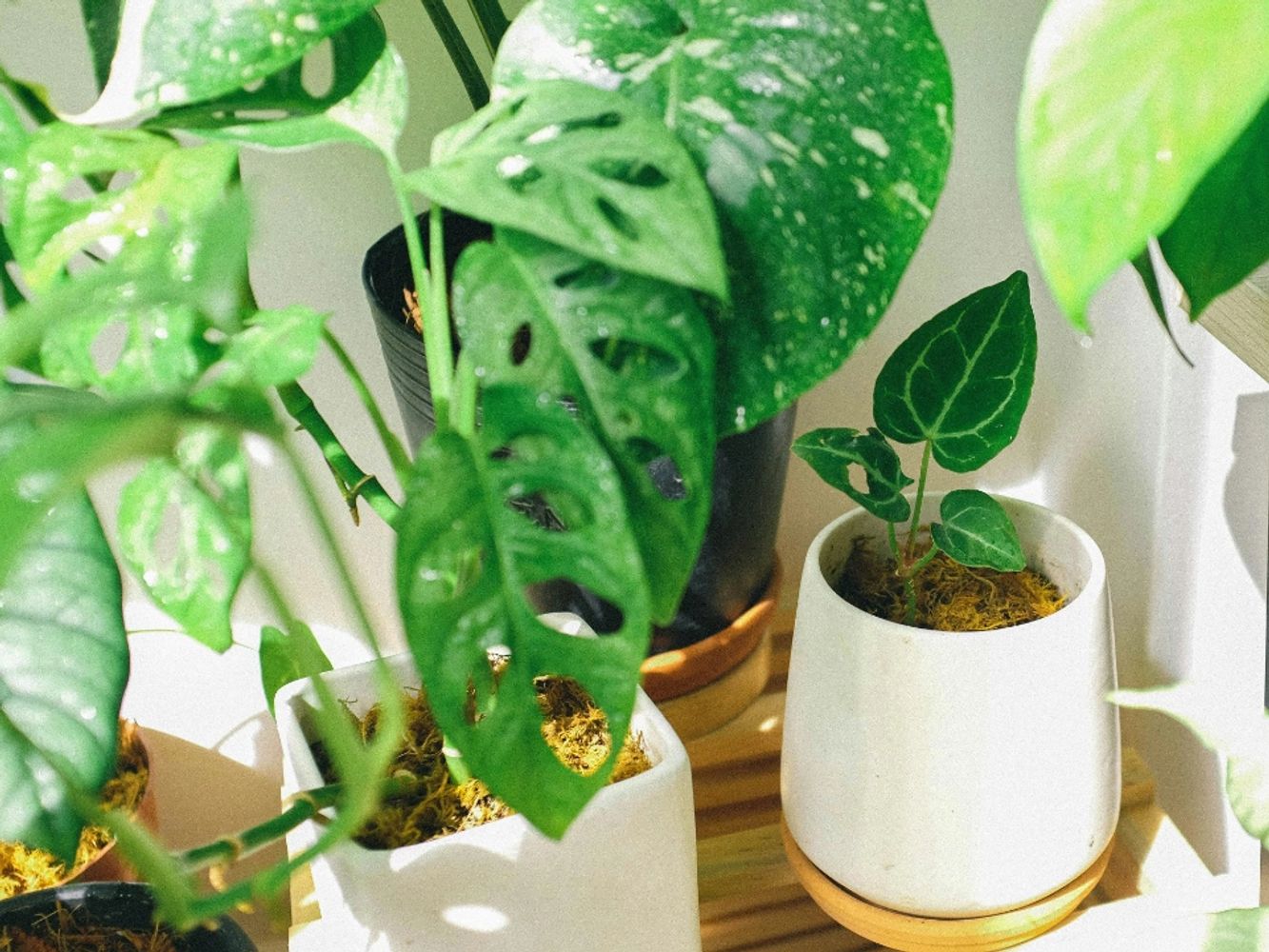 Nature show of a lake and trees with birds flying in the distance