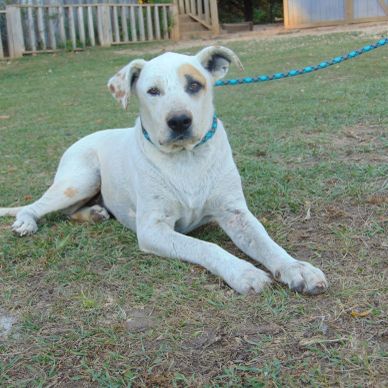 Perro blanco con manchas marrones acostado en el pasto.