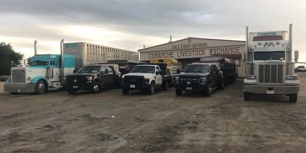 bull haulers in central texas