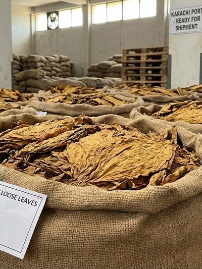 fcv tobacco Virginia Tobacco Leaves