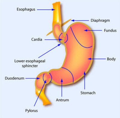 Digram of stomach, oesophagus and duodenum.