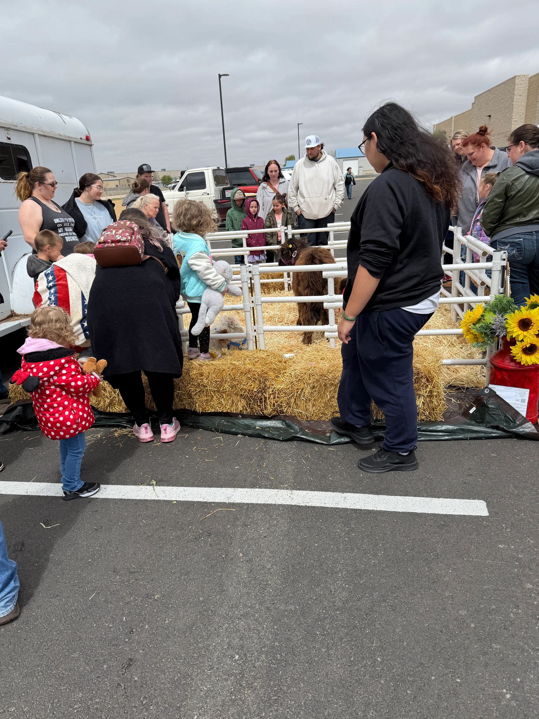 People gathered around a small petting zoo with llamas on hay bales outdoors.