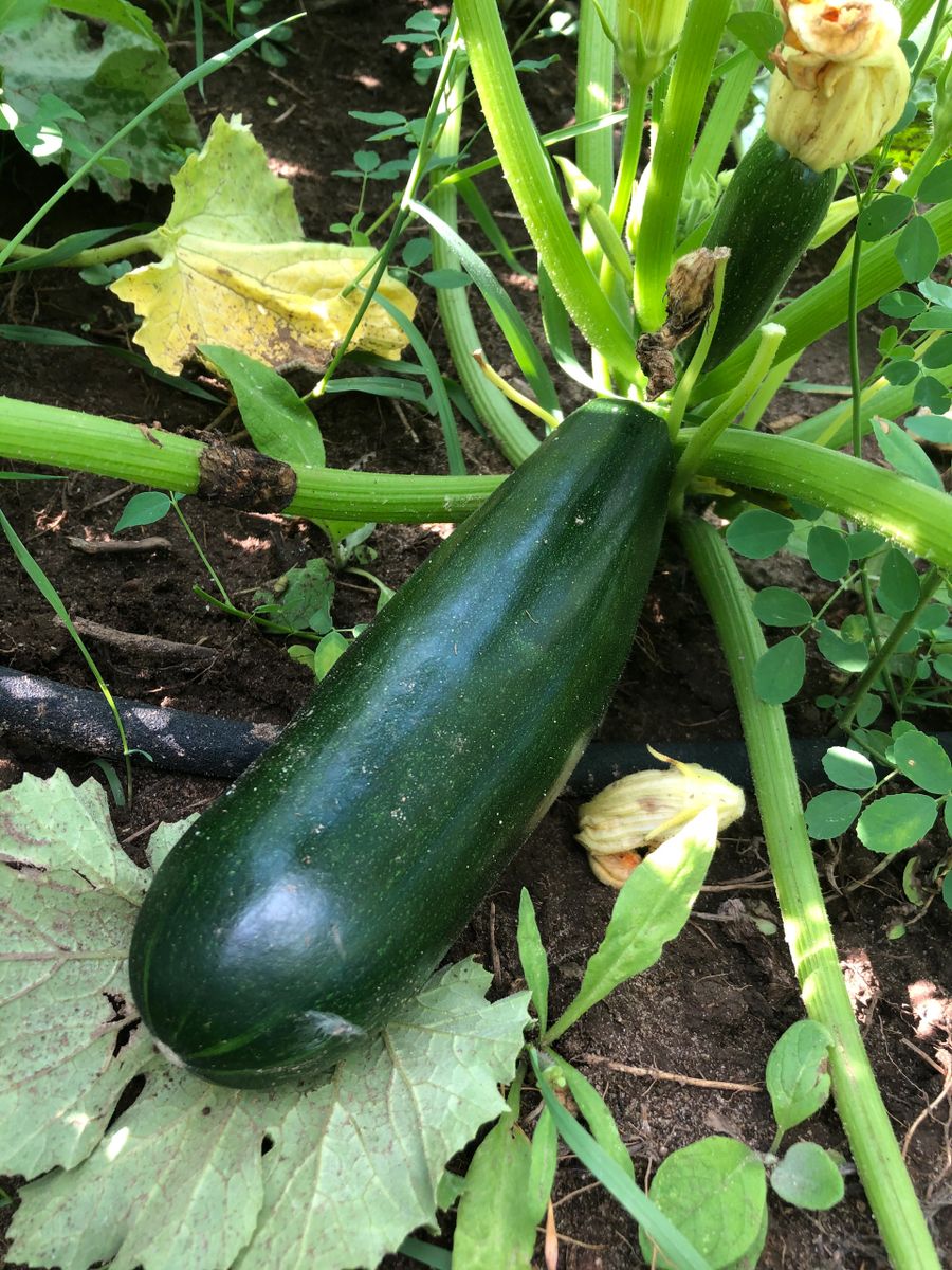 Prairie Hill Organics photo 2