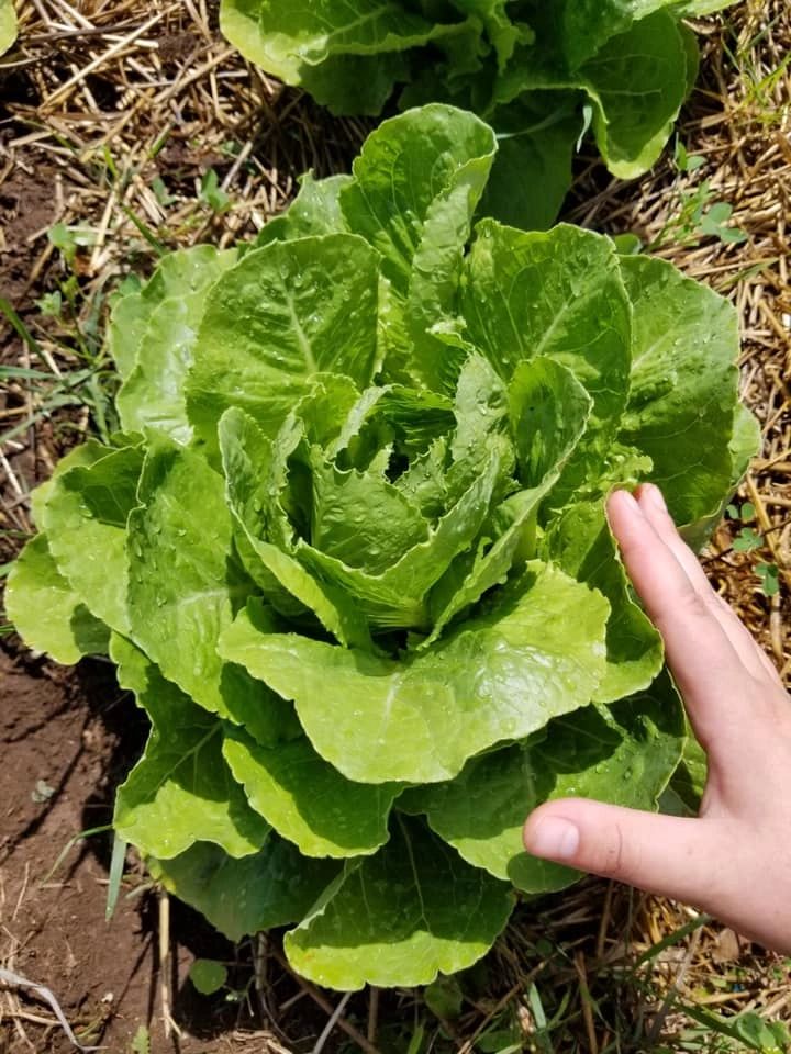 Prairie Hill Organics photo 11