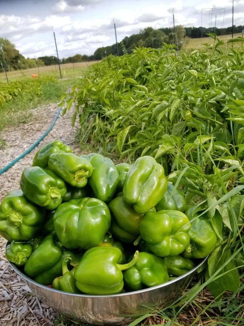 Prairie Hill Organics photo 5
