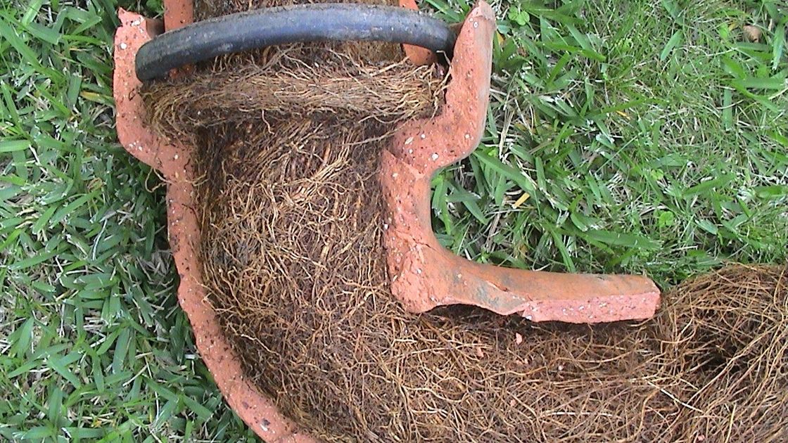 Roots tightly packed inside a broken terracotta pipe on grass.