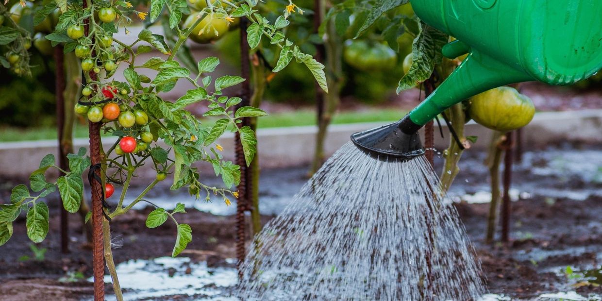 Tomatenpflanzen werden mit einer grünen Gießkanne bewässert.