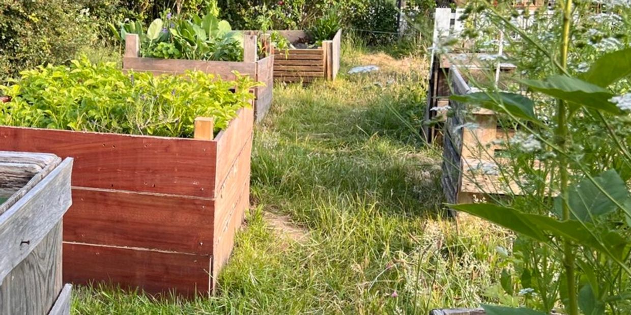 Raised garden beds with lush green plants in a sunny outdoor setting.
