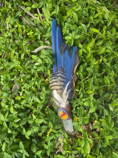 A colorful bird-shaped wooden object lying on green leaves.