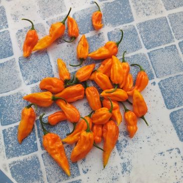 Organic yellow ghost chili peppers growing in open fields in Morocco