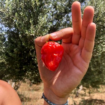 Organic red habanero chili peppers growing in open fields in Morocco