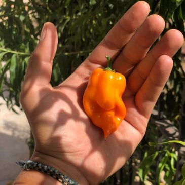 Organic yellow habanero chili peppers growing in open fields in Morocco