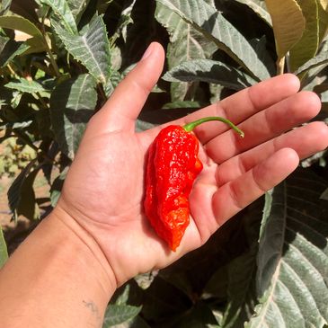 Organic red ghost chili peppers growing in open fields in Morocco