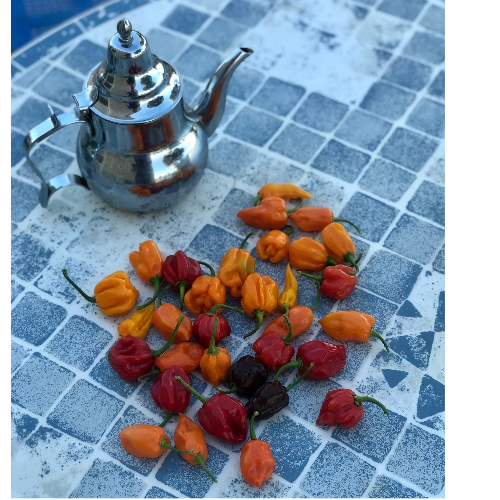 Organic habanero and ghost chili peppers growing in open fields in Morocco