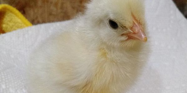 White Marans chick