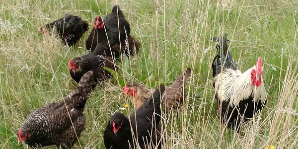 Foraging in the pasture