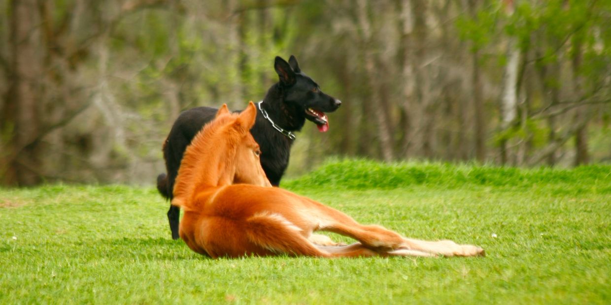German Shepherds playing with a foal