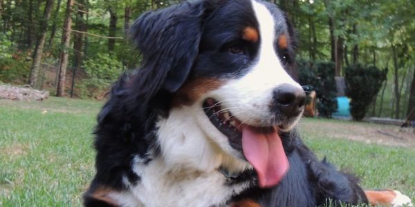 bernedoodle puppies New England Masachusetts local reputable breeder training puppies