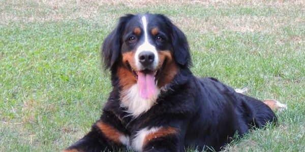 bernedoodle puppies New England local reputable breeder Massachusetts Connecticut