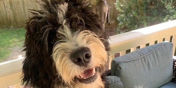 bernedoodle puppies New England doodles reputable breeder bernedoodles Massachusetts Connecticut 