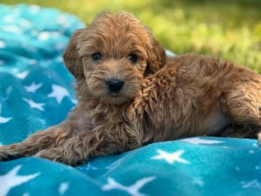 Female mini goldendoodle