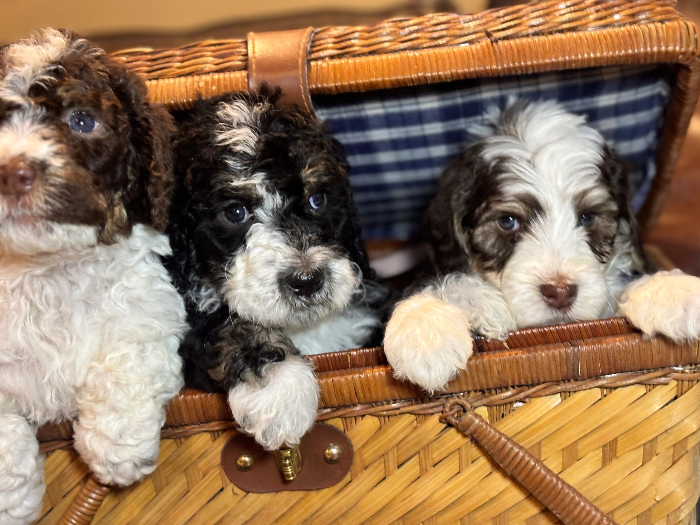 The females
 Non shedding Bernedoodles
Will be medium in size as adult. 