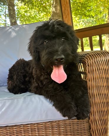 Older doodle. Puppy vaccines all given. Born April 15th.  Very socialized and well mannered. 