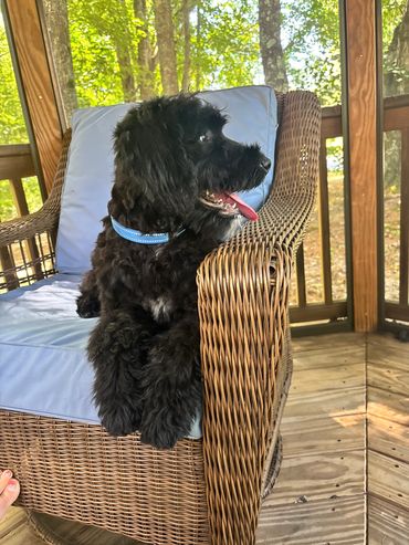Black dog sitting on wicker chair on porch.