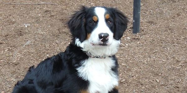 bernedoodle bernedoodles puppies New England doodles reputable breeder Massachusetts