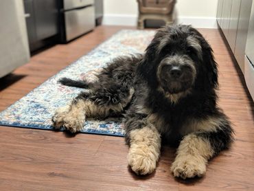 bernedoodle puppies reputable breeder Massachusetts New England doodles labradoodles goldendoodles