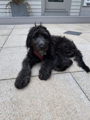 bernedoodle puppies reputable breeder Massachusetts New England doodles labradoodles goldendoodles