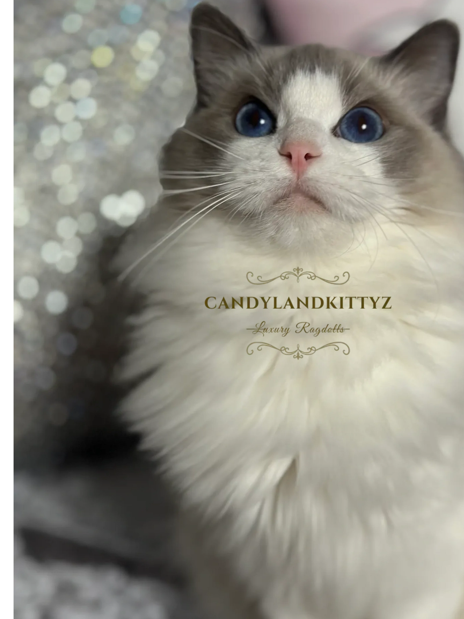 blue bicolor ragdoll kittens for sale
