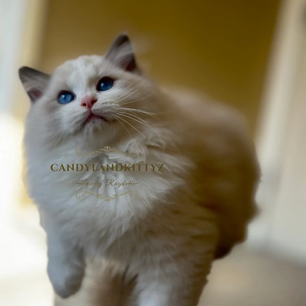 blue bicolor ragdoll kitten for sale near me
