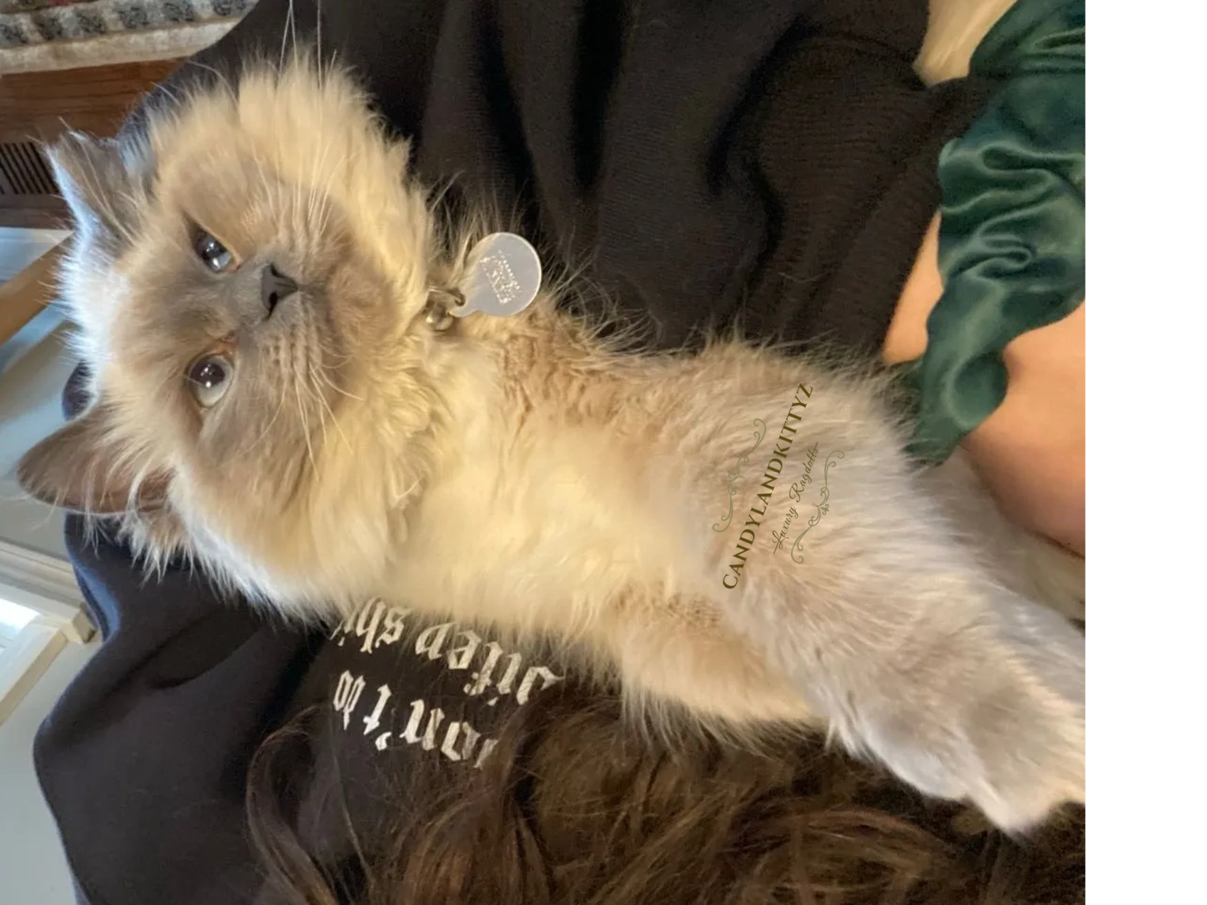 blue point ragdoll kittens for sale
