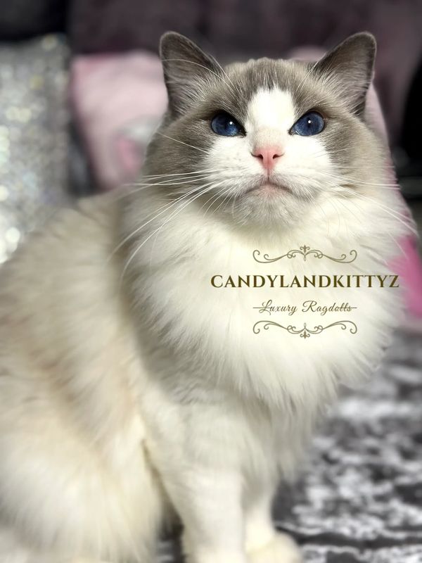 ragdoll kittens for sale in chicago
