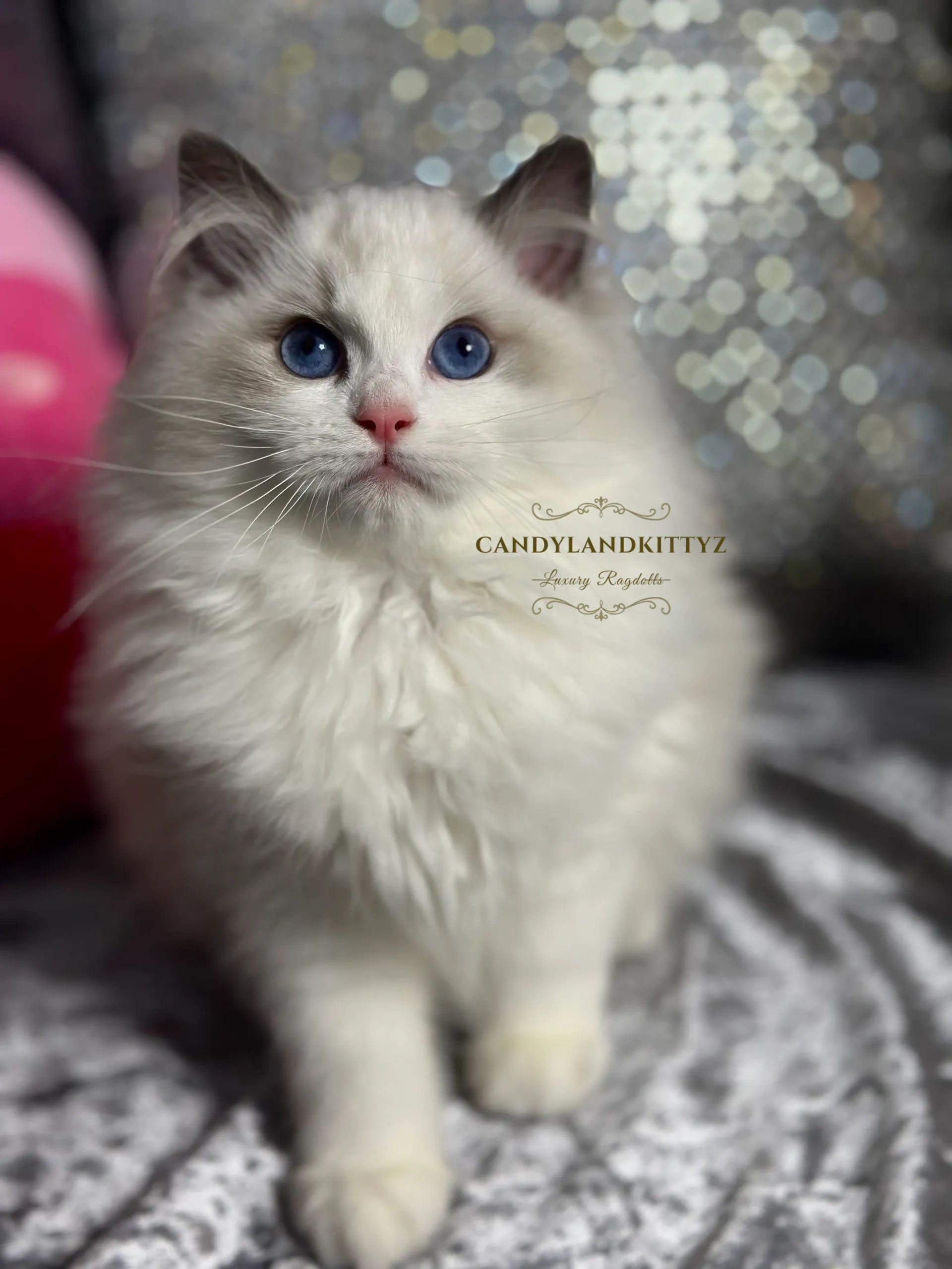 ragdoll kitten blue bicolor for sale in chicago

