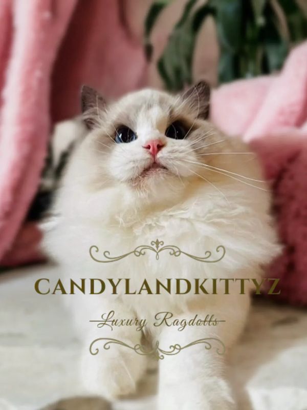 blue bicolor ragdoll kittens for sale near me

