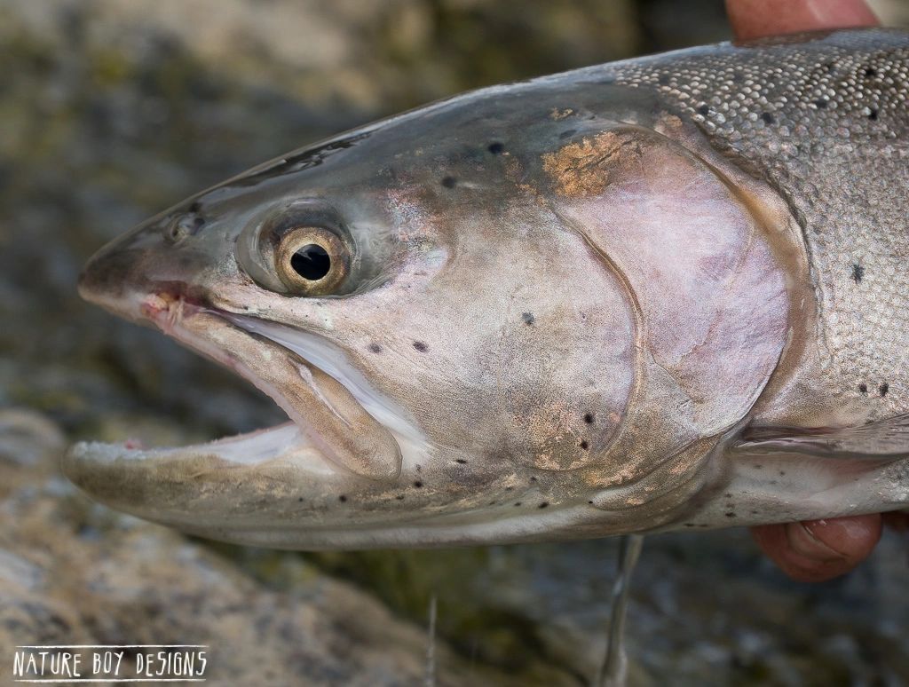 Fly Fishing Gear Nature Boy Designs