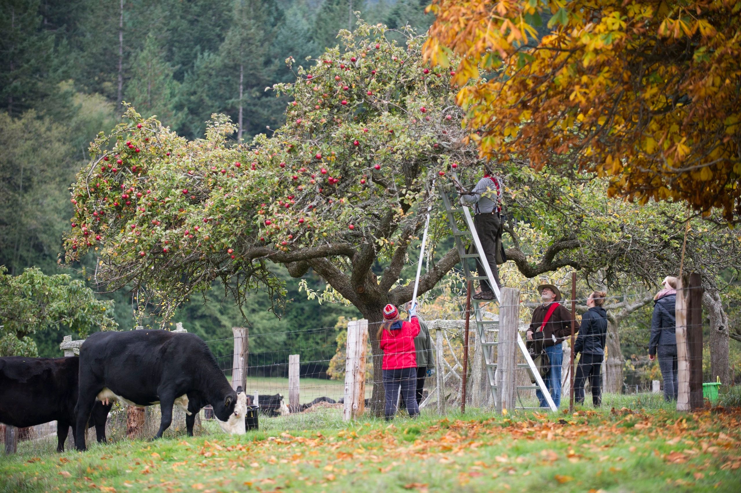 Orcas Island Distillery hero image