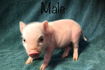 i heard you all like pomsky puppies, so let's break the