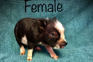 Available Pets | TeDiouS Pets