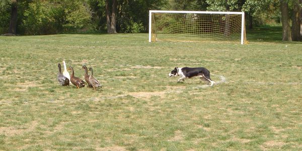 A border collie herding ducks.