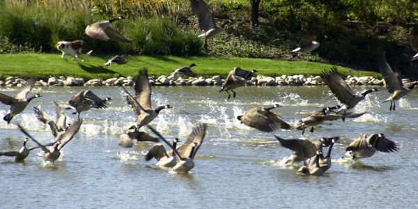 A border collie lifting geese of a pond.
